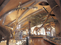 群馬県立自然史博物館  
