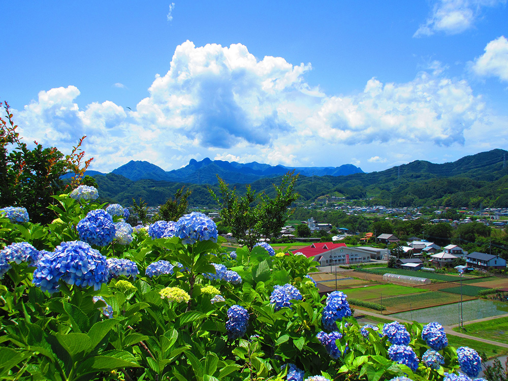 下仁田あじさい園オープン！