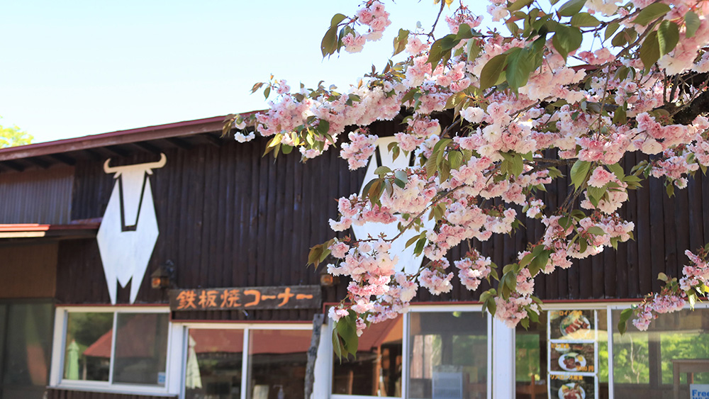 神津牧場花まつりが開催されます！