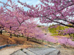 【第47弾】道の駅みょうぎの河津桜