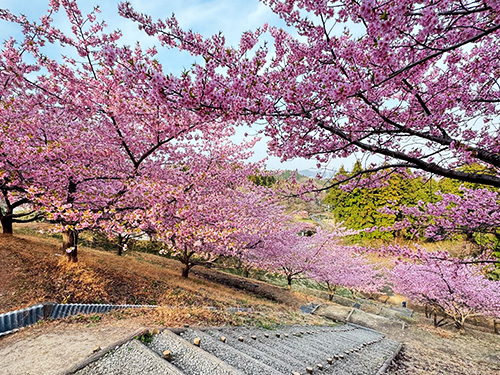 【第47弾】道の駅みょうぎの河津桜