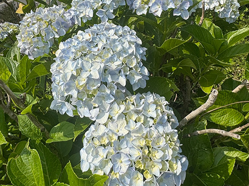 【第49弾】下仁田町あじさい園