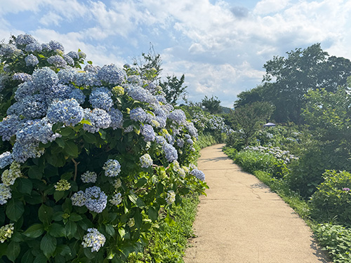 【第49弾】下仁田町あじさい園